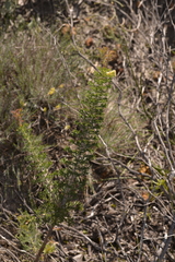 Petrophile serruriae