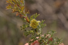 Petrophile serruriae