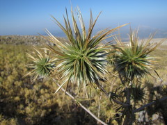 Echinops spinosissimus bithynicus
