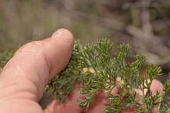 Petrophile serruriae