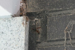 Orancistrocerus drewseni