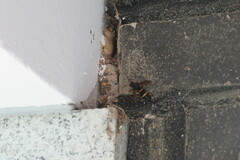 Orancistrocerus drewseni