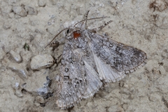 Acronicta auricoma