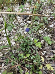 Campanula cochleariifolia