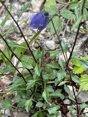 Campanula cochleariifolia