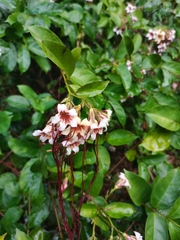 Strophanthus preussii