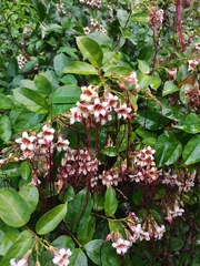 Strophanthus preussii