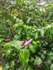 Cryptostegia grandiflora