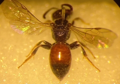 Sphecodes ephippius