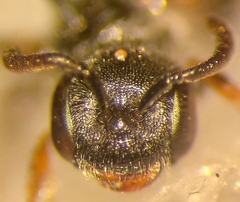 Sphecodes ephippius