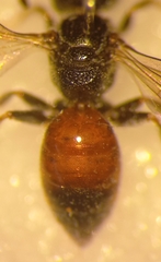 Sphecodes ephippius