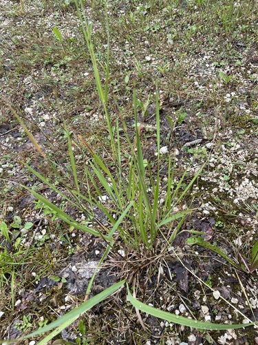 Image of Calamagrostis varia by (c) Thomas Ebner, some rights reserved (CC BY)