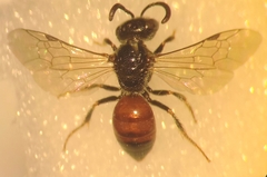 Sphecodes ephippius