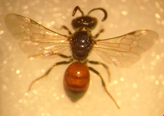Sphecodes ephippius