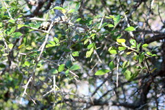 Commiphora pyracanthoides