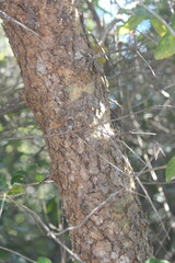 Commiphora pyracanthoides