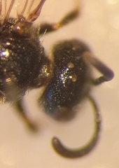 Sphecodes ephippius