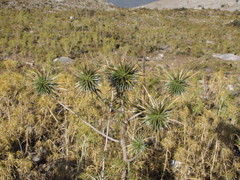 Echinops spinosissimus bithynicus