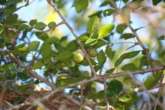 Commiphora pyracanthoides