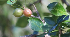 Commiphora pyracanthoides