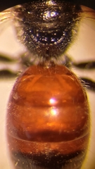Sphecodes ephippius