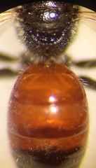 Sphecodes ephippius