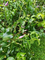 Cryptostegia grandiflora
