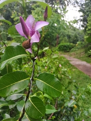 Cryptostegia grandiflora
