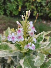 Pseuderanthemum carruthersii
