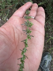 Artemisia marschalliana