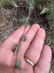 Artemisia marschalliana