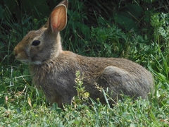 Sylvilagus floridanus