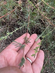Artemisia marschalliana
