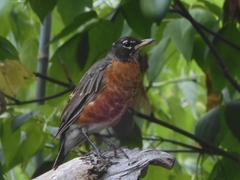 Turdus migratorius