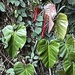 Blushing Philodendron - Photo (c) honeybeelady, some rights reserved (CC BY-NC)