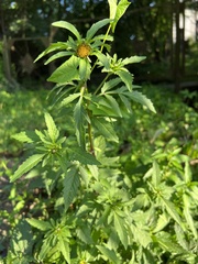 Bidens tripartita