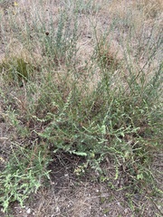 Artemisia marschalliana