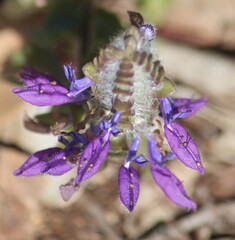 Coleus lasianthus