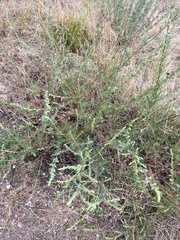 Artemisia marschalliana