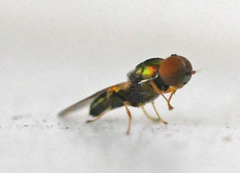 Microchrysa flavicornis