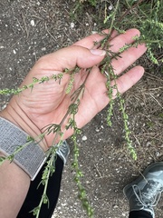 Artemisia marschalliana