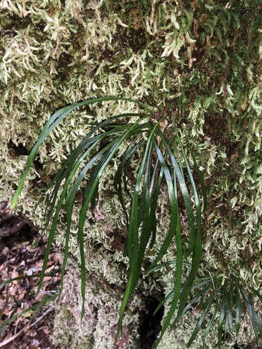 Haplopteris ensiformis iNat (1)