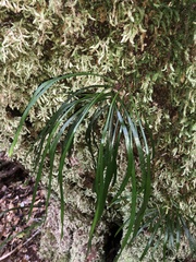 Haplopteris ensiformis