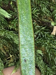 Haplopteris ensiformis