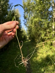Agrostis gigantea
