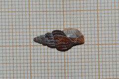 Raphitoma purpurea