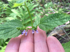 Scutellaria lateriflora grohii