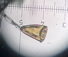 Haplopteris ensiformis