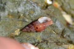 Raphitoma purpurea