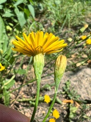 Scorzoneroides autumnalis